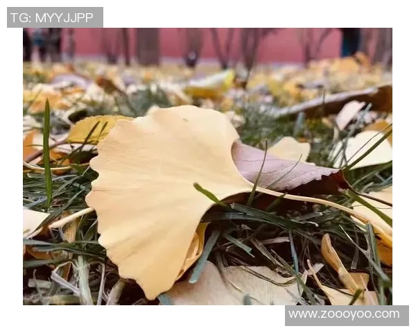 瑟瑟寒风中姚明奔跑的背影与坚持不懈的精神交织成的动人故事